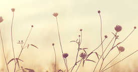 opaque image of field flowers